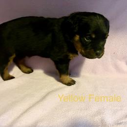 Rottweiler Puppies from Lindsay Boorman