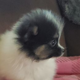 Pomeranians from REONE GHEEN
