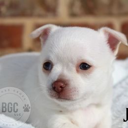 Jack - Cream male Chihuahua puppy in Forsyth, Georgia from Brooks Grove Canines LLC