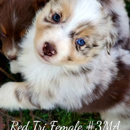 Aussiedoodle, Australian Shepherd, Miniature Australian Shepherd, and Toy Australian Shepherd Puppies from 3Laussies
