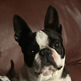 Tao - Boston Terrier