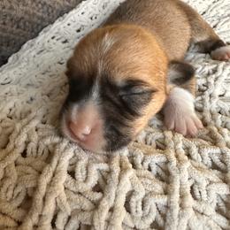 Rain - Red female Pembroke Welsh Corgi puppy in Springfield, Missouri from Hansen Corgis