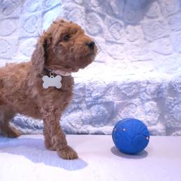 White Collar - Red  male Poodle puppy in Vass, North Carolina from Dakliff Standard Poodles