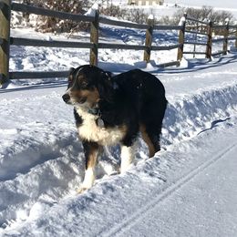 Jaci - Australian Shepherd
