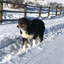 Jaci - Australian Shepherd