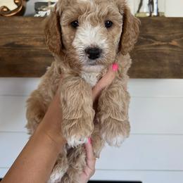 Ace - Apricot male Goldendoodle puppy in Lindon, Utah from Ruby’s Minidoodles LLC