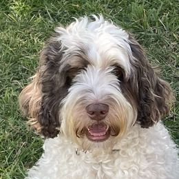 Sojo - Australian Labradoodle