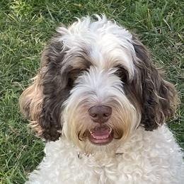 Sojo - Australian Labradoodle