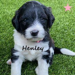 Australian Labradoodle Puppies from Providence Labradoodles