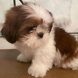 Shih Tzus from Lion's Mane Shih Tzu