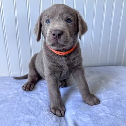 Dilute Retriever and Labrador Retriever Puppies from Loving Loyal Labs