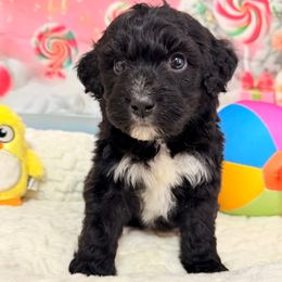 Thunder - Black and white male Aussiedoodle puppy in Dickerson, Maryland from Pawsome Aussie Doodles and Oodles