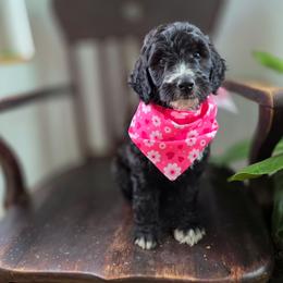 Meadow - Black and white female Bernedoodle puppy in Wagener, South Carolina from Noble Friend Breeders LLC