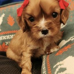 Noel - Blenheim female Cavalier King Charles Spaniel puppy in Columbus Ga, Georgia from Sweet Southern Cavaliers and Chihuahuas