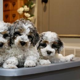 Bernedoodle and Cavapoo Puppies from Lawler’s Legacy Litters