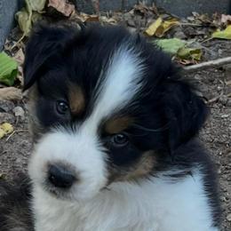 Texas - Black tri-color male Australian Shepherd puppy in Orangevale, California from Winchester Aussies