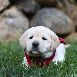 Labrador Retriever Puppies from Sugarpine Labradors