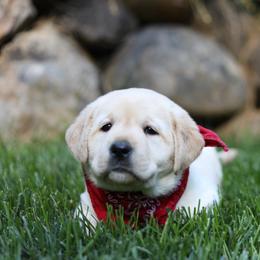 Labrador Retriever Puppies from Sugarpine Labradors