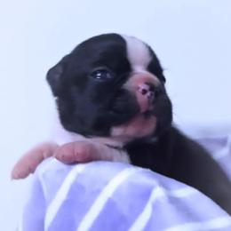 Baby Azula - Black and white female Boston Terrier puppy in Kingsport, Tennessee from Sleepwalker Bostons