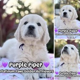 1st Pick Female- Purple - Light golden female Golden Retriever puppy in Sarasota, Florida from Platinum Paws Puppies