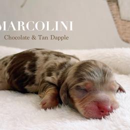 Marcolini - Chocolate and tan male Dachshund puppy in Inverness, Florida from Canaan Farm Corgis