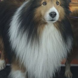 Shetland Sheepdogs from Lukaru