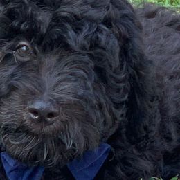 Blue - Sheepadoodle puppy from Riley Grace Puppies
