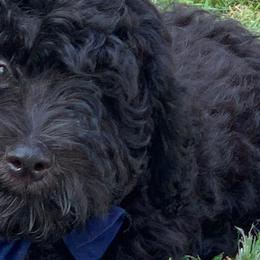 Blue - Sheepadoodle puppy from Riley Grace Puppies