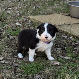 Boy 5 - Black and white male Border Collie puppy in Michie, Tennessee from Rivendell Border Collies