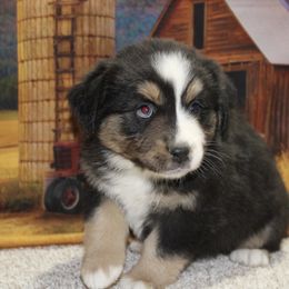 June - Black tri female Miniature Australian Shepherd puppy in Ronan, Montana from Dirt Road Aussie’s of Montana