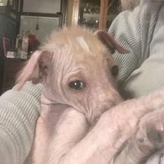 Peruvian Inca Orchid Puppies from Naked Baby’s