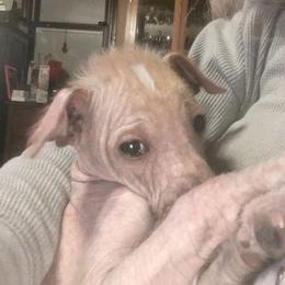 Peruvian Inca Orchid Puppies from Naked Baby’s