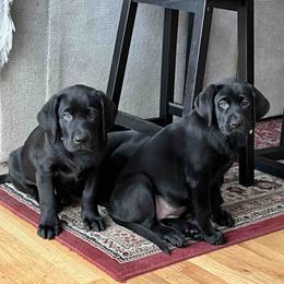 Labrador Retriever Puppies from Branley's Riverside Labradors