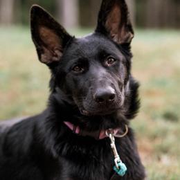 Dixie - German Shepherd