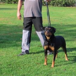 Rottweilers from Topline Rottweiler