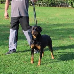 Rottweilers from Topline Rottweiler