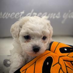 Bolognese Puppies from Blossom Bolognese