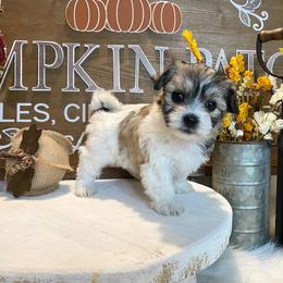 Cavapoo and Coton de Tulear Puppies from Big Gulch Puppies