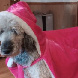 Bernedoodles, Cavapoos, and Poodles from Positively Doodles