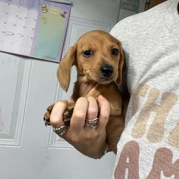 Jax - Red male Dachshund puppy in Oklahoma from Rockin’ S Kennel