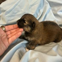 Larry - Red sable male Pomeranian puppy in Clinton, Tennessee from Liza’s Aussies & Poms