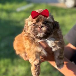 Girl 4 - Red female Shih Tzu puppy in Seguin, Texas from Dolled Up Shih Tzus