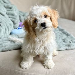 Rusty - Blenheim male Cavachon puppy in Draper, Utah from Cavachon Love Chocolate Cavaliers, Cavaliers, Cavachon’s, Cavapoos