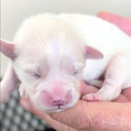 Harvey - Cream male Lhasa Apso puppy in Fort Worth, Texas from Cynthia's Lhasa Apsos