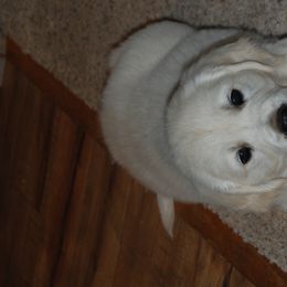 Golden Retriever Puppies from Dewey Creek Goldens