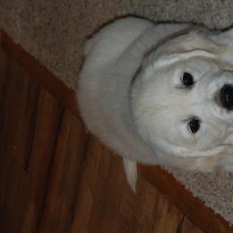 Golden Retriever Puppies from Dewey Creek Goldens