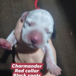 Charmander (Red Collar) - White and black male Dalmatian puppy in Raymondville, Missouri from Wagner's Dalmatian's