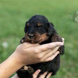 Amber Standard Bernedoodle - Phantom female Bernedoodle puppy in Eureka, Illinois from Joley Aire Family Dogs