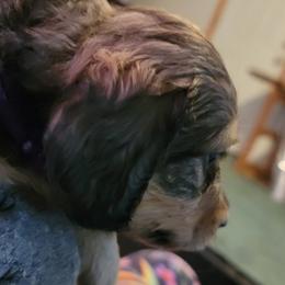 Dachshund Puppies from CLARK'S BREEDING PROGRAM