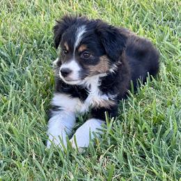 Onyx - Black tri female Miniature Australian Shepherd puppy in California from Eagle River Aussies
